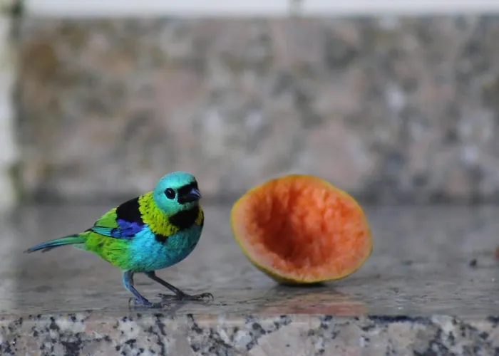 Casa Da Uba Una Ubatuba